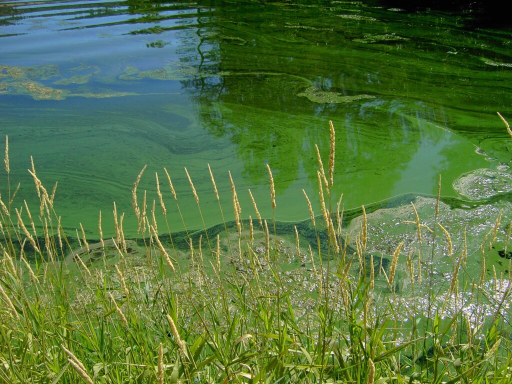 Harmful algal bloom advisory issued at Lake Cascade and below Cascade