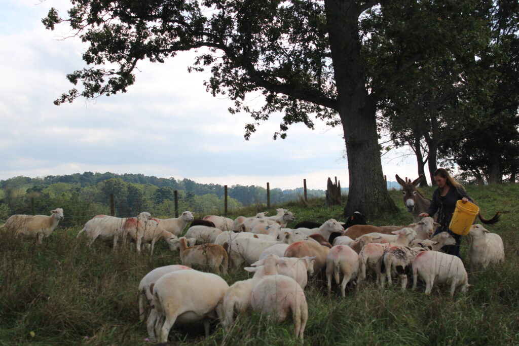 Despite recent rain, farmers in Virginia struggle with effects of