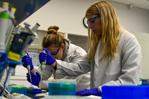 Can gratitude reduce physical pain? Spearfish researcher wants to find out From left, undergraduate students Hadley Binstock and Brooke Franklin practice using pipettes in a laboratory at Black Hills State University on Nov. 8, 2022. They will later use the pipettes to extract DNA samples. (Photo by Nicole Schlabach for South Dakota Searchlight)