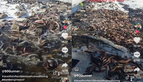 Officials: Cause of Huron dam fish die-off unclear Screenshots from a viral video showing the extent of the winter fish kill in Huron (TikTok).