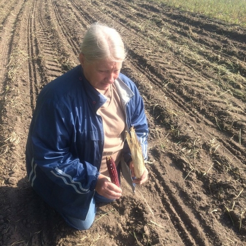 Activists plan final harvest of sacred Ponca corn, planted in path of Keystone XL pipeline Ponca corn