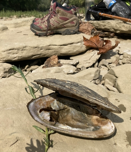 Invasive zebra mussels discovered in popular Northern Kentucky lake Native mussel shell. Licking River, Harrison County, Ky.