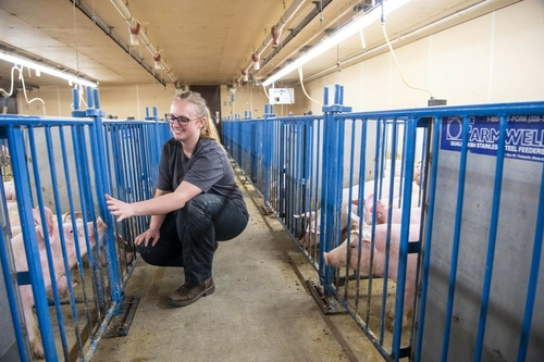 The National Pork Board gives more grant money than any other checkoff. Critics say it favors Big Pork. The National Pork Board gives more grant money than any other checkoff. Critics say it favors Big Pork.