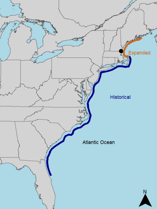 Fiddler on the hoof: As ocean warms, small crab extends range into New Hampshire, Maine聽 Fiddler on the hoof: As ocean warms, small crab extends range into New Hampshire, Maine聽