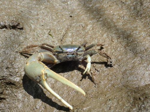 Fiddler on the hoof: As ocean warms, small crab extends range into New Hampshire, Maine聽 Fiddler on the hoof: As ocean warms, small crab extends range into New Hampshire, Maine聽