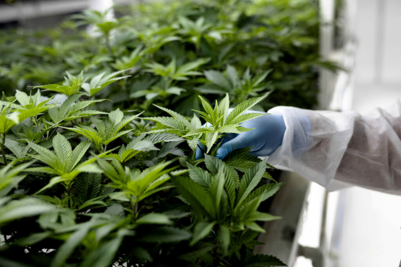 Lawmakers consider adding millions of square-feet of cannabis growing capacity Lawmakers consider adding millions of square-feet of cannabis growing capacity