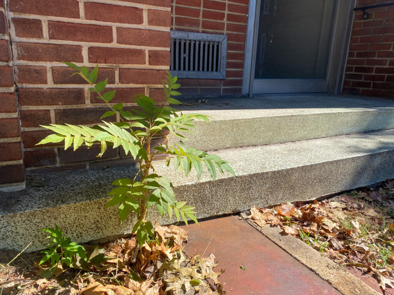 Hellish ‘tree of heaven’ weeds out native plants Hellish ‘tree of heaven’ weeds out native plants