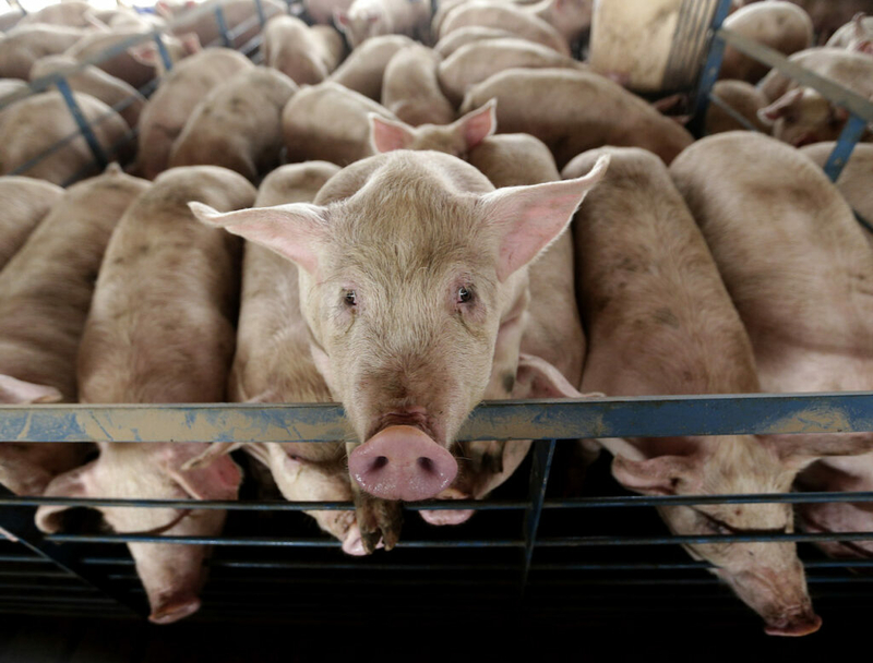 Congress takes aim at state animal welfare laws Congress takes aim at state animal welfare laws