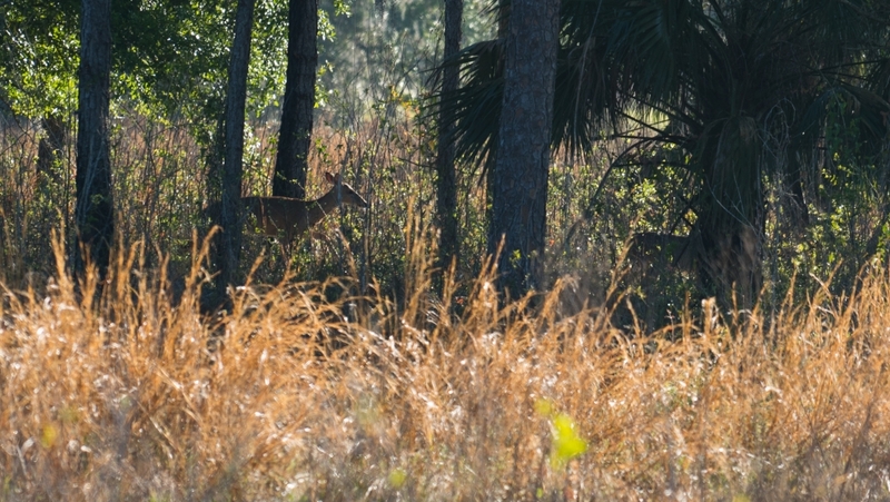 Be thankful FL voters are willing to save environmental lands — why aren’t our politicians? Be thankful FL voters are willing to save environmental lands — why aren’t our politicians?