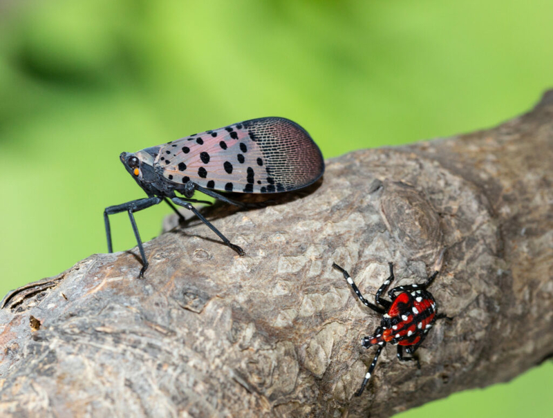 Preparing for an invasive insect that is destructive to crops Preparing for an invasive insect that is destructive to crops