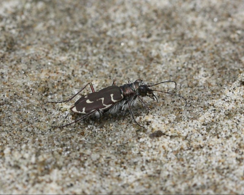U.S. Fish and Wildlife Service will decide whether endangered beetle needs federal protection U.S. Fish and Wildlife Service will decide whether endangered beetle needs federal protection