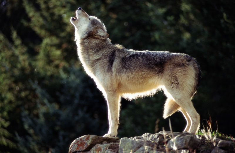State’s 2022 threatened and endangered species review complete State’s 2022 threatened and endangered species review complete