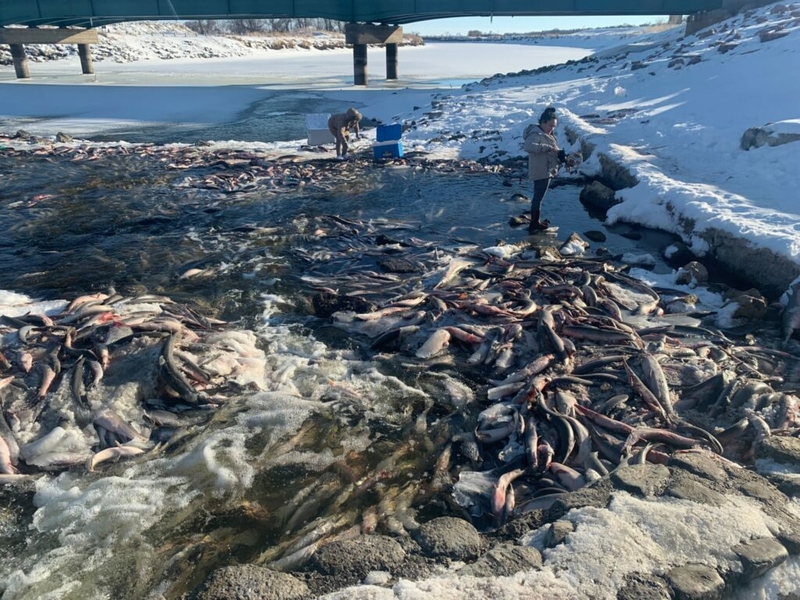 Officials: Cause of Huron dam fish die-off unclear Officials: Cause of Huron dam fish die-off unclear