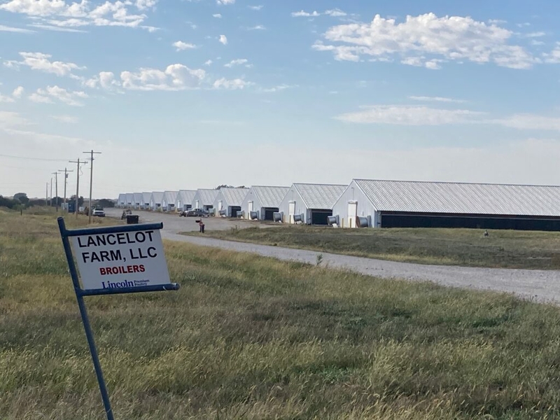 Report suggests that litter from chicken farms has upped contamination of water Report suggests that litter from chicken farms has upped contamination of water