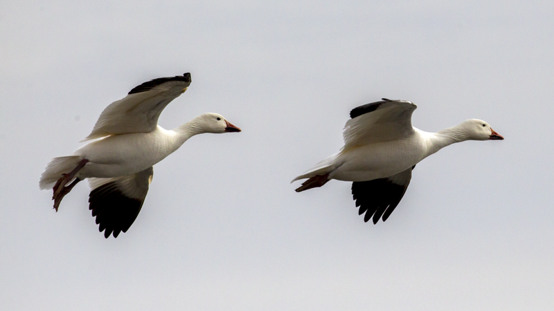 Death of waterfowl at Lewis & Clark Lake in northeast Nebraska prompts advisory Death of waterfowl at Lewis & Clark Lake in northeast Nebraska prompts advisory