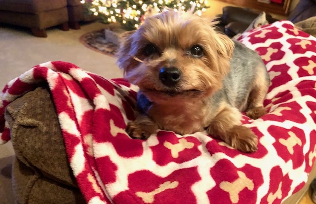 Nebraska state senator proposes legal framework for pet insurance Nebraska state senator proposes legal framework for pet insurance