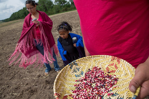 Activists plan final harvest of sacred Ponca corn, planted in path of Keystone XL pipeline Activists plan final harvest of sacred Ponca corn, planted in path of Keystone XL pipeline
