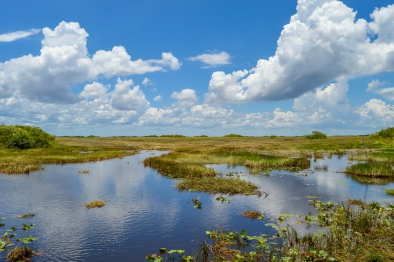 Indiana lawmakers could further dilute state wetlands protections following SCOTUS decision Indiana lawmakers could further dilute state wetlands protections following SCOTUS decision