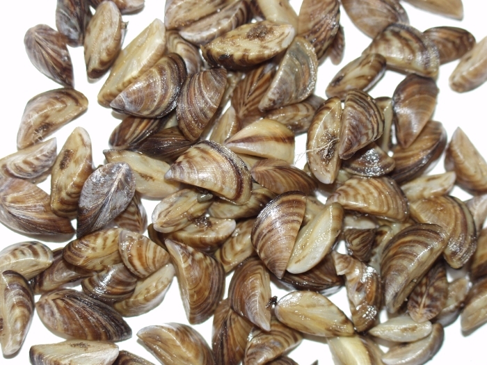 Invasive zebra mussels discovered in popular Northern Kentucky lake Invasive zebra mussels discovered in popular Northern Kentucky lake