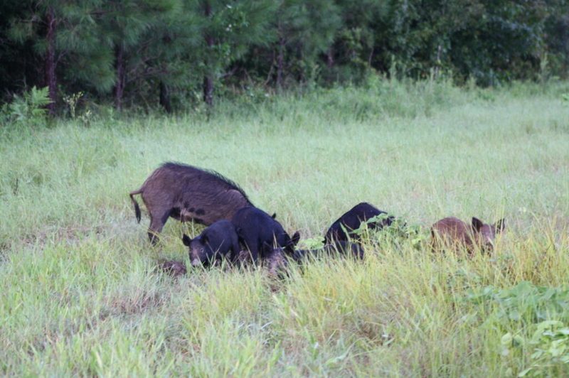 Proposal would allow shooting wild hogs from a helicopter in SC Proposal would allow shooting wild hogs from a helicopter in SC