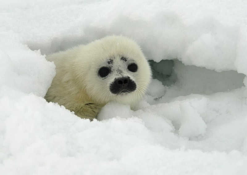 Environmental group plans lawsuit over two species of Arctic Alaska ice seals Environmental group plans lawsuit over two species of Arctic Alaska ice seals