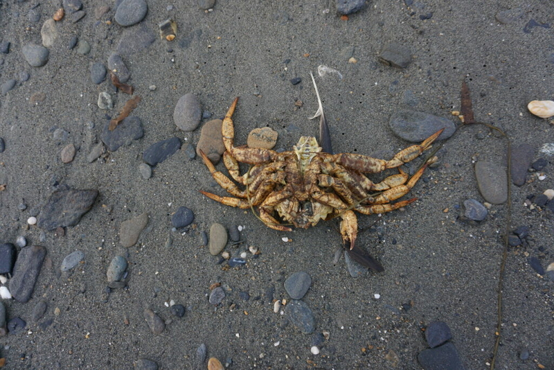 Fishery disasters declared for several poor or closed Alaska crab and