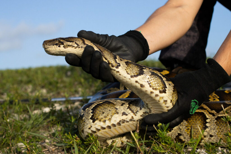 State regulators reaffirm support for Burmese python restrictions meant to protect native wildlife in Georgia State regulators reaffirm support for Burmese python restrictions meant to protect native wildlife in Georgia