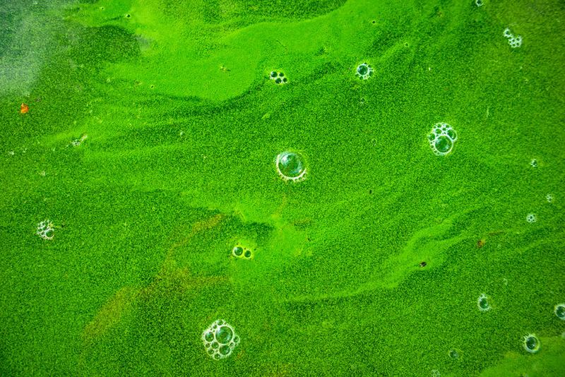 Health advisory issued for eastern Idaho’s Henrys Lake for harmful algal bloom Health advisory issued for eastern Idaho’s Henrys Lake for harmful algal bloom