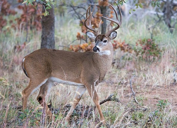 Legislation would increase number of out-of-state deer hunters by 25% Legislation would increase number of out-of-state deer hunters by 25%