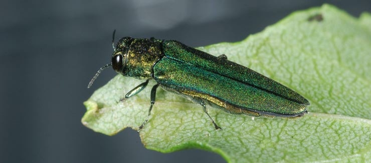 Only 2 Iowa counties remain without ash borer detections Only 2 Iowa counties remain without ash borer detections