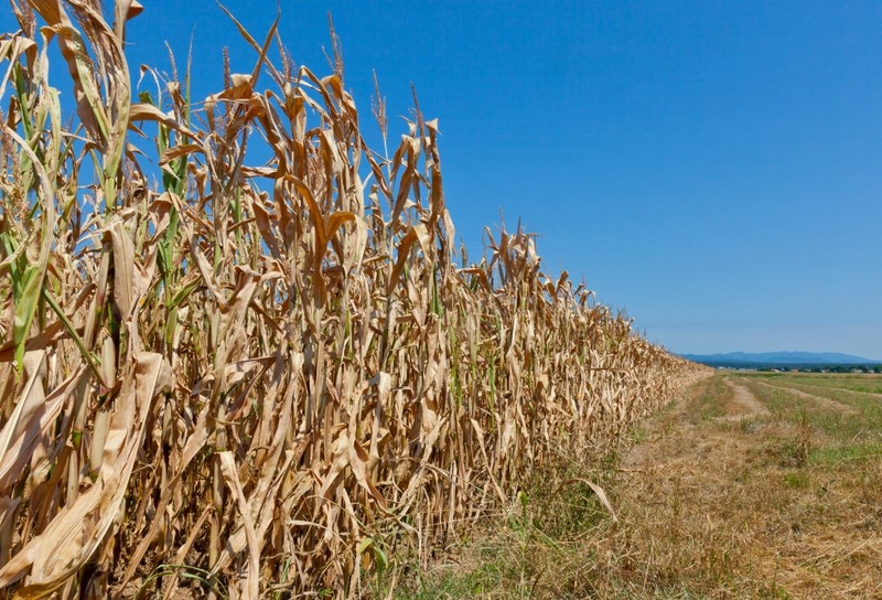 ‘Exceptional’ drought grips eastern Iowa, relief might be coming ‘Exceptional’ drought grips eastern Iowa, relief might be coming