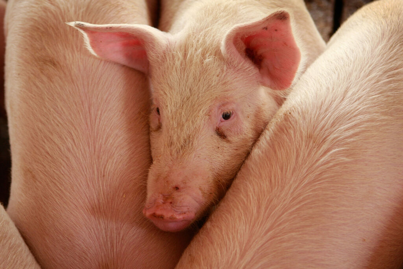 Kansas farmer loses appeal in bizarre hog effluent disposal trespassing, nuisance case Kansas farmer loses appeal in bizarre hog effluent disposal trespassing, nuisance case