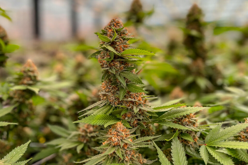 Confusion continues over how hemp was processed in recalled Missouri cannabis products Confusion continues over how hemp was processed in recalled Missouri cannabis products