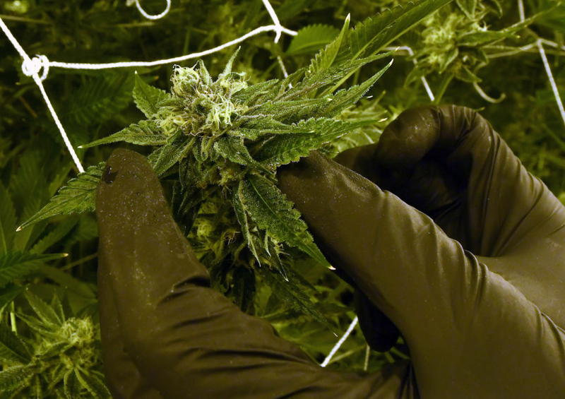 Passing the smell test: Neighbors, lawmakers want pot industry to keep the smell inside Passing the smell test: Neighbors, lawmakers want pot industry to keep the smell inside