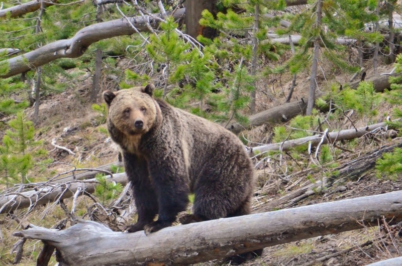 10th Circuit rejects authorization to kill up to 72 grizzlies in Wyoming under grazing program 10th Circuit rejects authorization to kill up to 72 grizzlies in Wyoming under grazing program