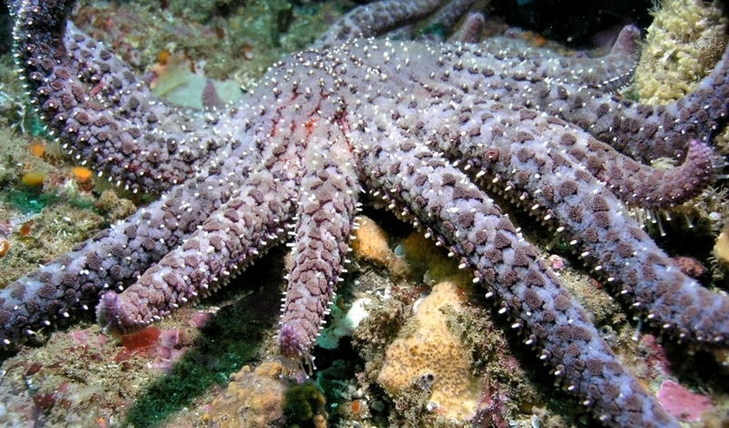 Sea stars suffering from ‘zombie disease’ may get Endangered Species Act listing Sea stars suffering from ‘zombie disease’ may get Endangered Species Act listing