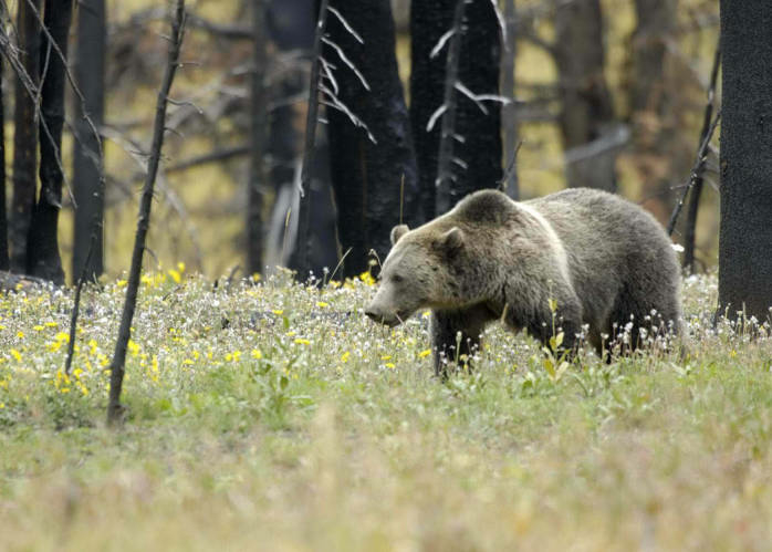 Woman hospitalized after bear attack in Flathead County Woman hospitalized after bear attack in Flathead County