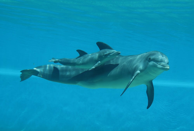 Fourth Mirage dolphin dies in less than a year Fourth Mirage dolphin dies in less than a year