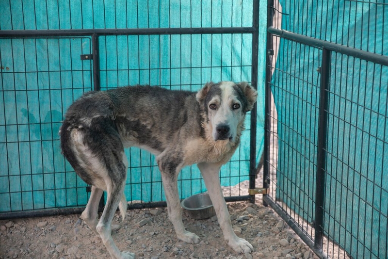 Vets, techs, assistants needed for dogs found at illegal breeder Vets, techs, assistants needed for dogs found at illegal breeder