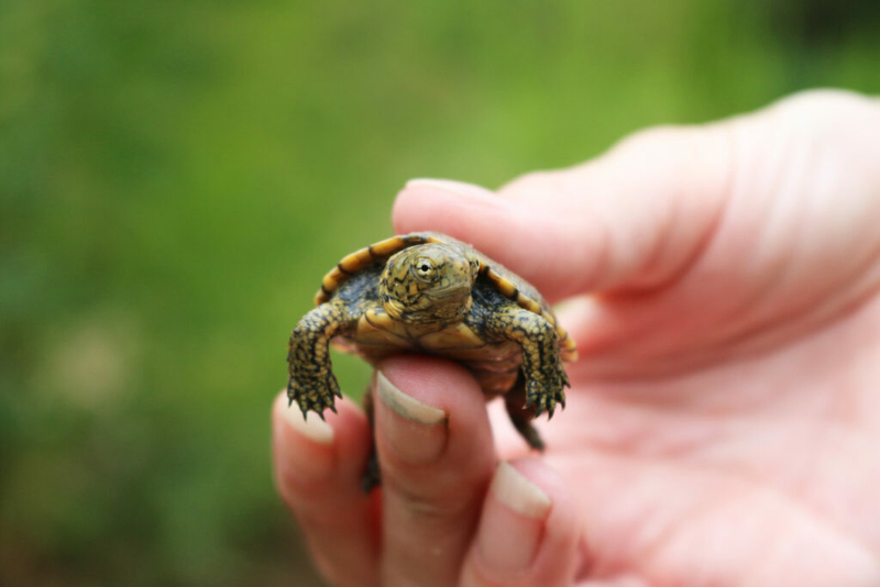 ESA protections proposed for rare pond turtle found in NV ESA protections proposed for rare pond turtle found in NV