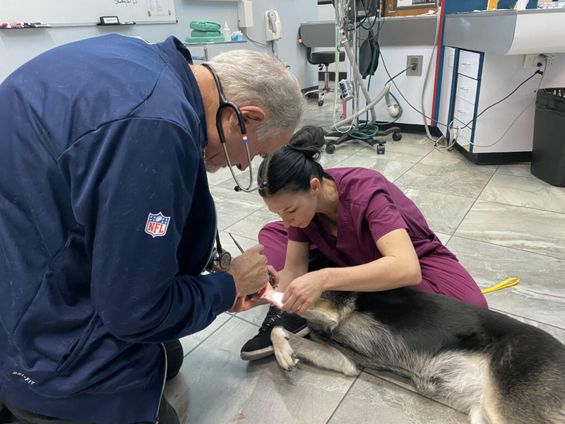 Nevada laws increasing cost of pet care, exacerbating veterinary shortage, say experts 聽 Nevada laws increasing cost of pet care, exacerbating veterinary shortage, say experts 聽