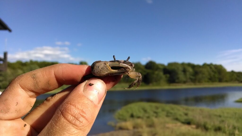 Fiddler on the hoof: As ocean warms, small crab extends range into New Hampshire, Maine聽 Fiddler on the hoof: As ocean warms, small crab extends range into New Hampshire, Maine聽