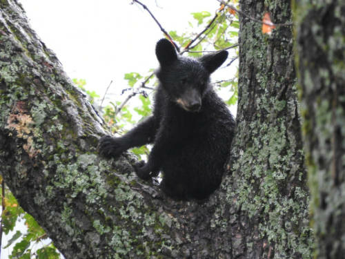 N.J. bear hunt delayed as legal battle begins N.J. bear hunt delayed as legal battle begins