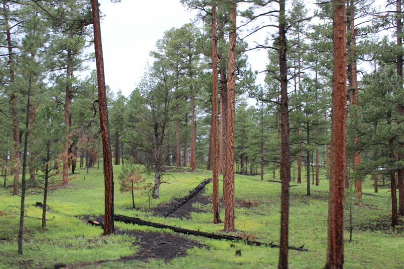 Loggers ask lawmakers to help their industry to eliminate wildfire threats Loggers ask lawmakers to help their industry to eliminate wildfire threats