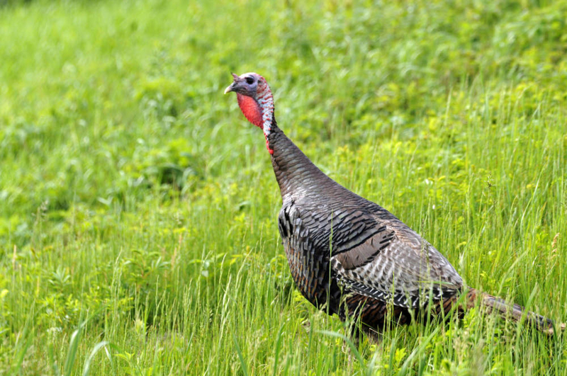Virginia bags biggest spring turkey harvest ever Virginia bags biggest spring turkey harvest ever