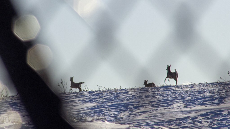 DNR: 11 year old killed during hunting accident DNR: 11 year old killed during hunting accident