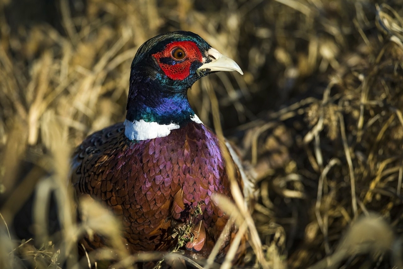 State launches efforts to fight duck-hunting decline and protect habitat (Photo by Travel South Dakota)
