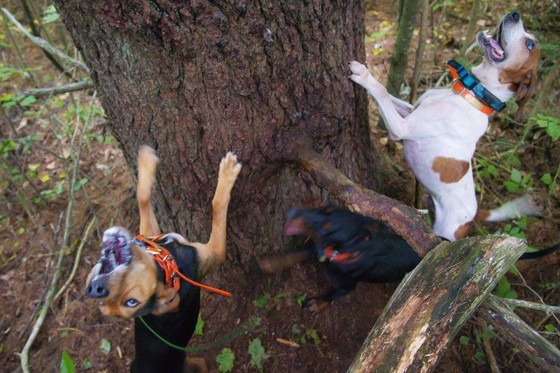 Wild divide: A debate over wildlife management in Vermont runs deep Dogs barking at a tree trunk.