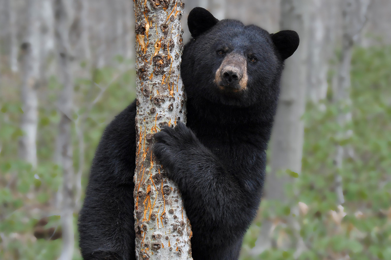 Wild divide: A debate over wildlife management in Vermont runs deep A black bear behind a tree stump.