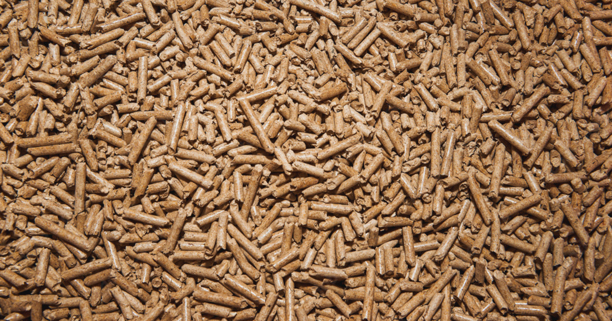 Money doesn’t grow on trees Wood pellet firm tells investors it’s in a